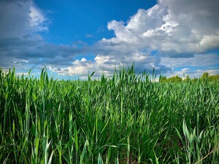 Obraz premium Wheat field