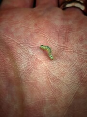 Caterpillar in a hand