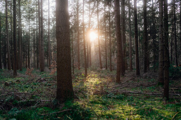 Fototapeta premium Frühlingsspaziergang im Wald mit dem Hund