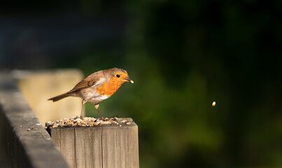Beautiful fluffy robin looking for food in the woods