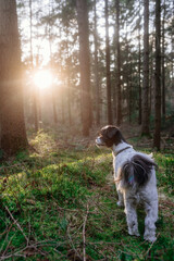 Frühlingsspaziergang im Wald mit dem Hund