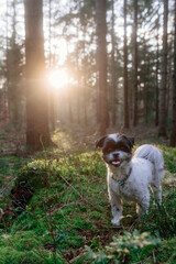 Frühlingsspaziergang im Wald mit dem Hund