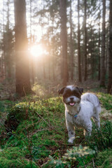 Frühlingsspaziergang im Wald mit dem Hund