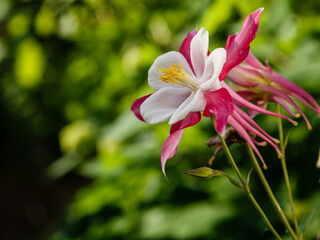 Aquilegia flower (granny's bonnet, columbine) perennial plant. Yellow red columbine. Aquilegia plant known for spurred petals of flowers. Leaves of columbine plant compound. 