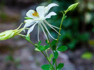 Aquilegia flower (granny's bonnet, columbine) perennial plant. Yellow red columbine. Aquilegia...