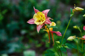 Aquilegia flower (granny's bonnet, columbine) perennial plant. Yellow red columbine. Aquilegia...