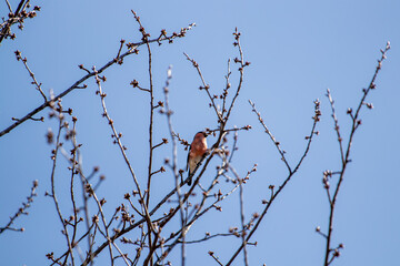 Pretty eurasian bullfinch sitting on branch