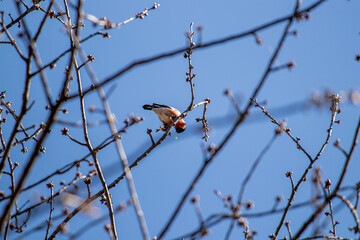 Eurasian bullfinch resting on branch