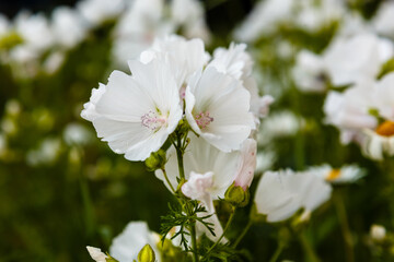 White blooming Musk Mallow (Malva moschata 'Alba')