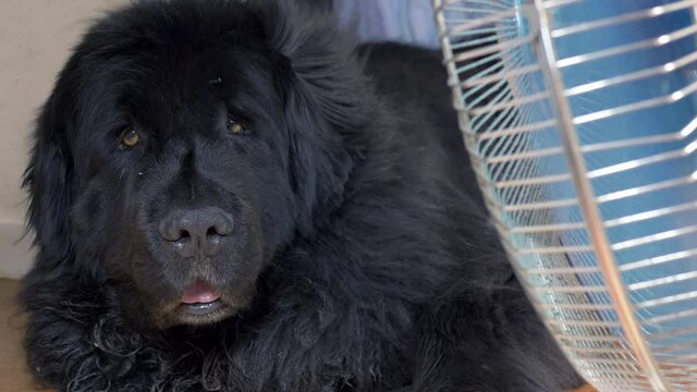 Closeup at ground level of a fully grown black pet Newfoundland dog, lying down indoors next to a blowing fan in hot weather.