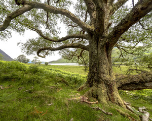 Dramatic Old Englis Tree photo from Crummock Water in the Lake District National Park UK.  The detail on the tree makes the image scary and dramatic which adds a lot of drama to the photo.