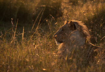Fototapeta na wymiar Portrait of a Lion in the morning light, Masai Mara, Kenya