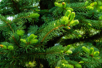 Young bright green soft needles on branch blue Christmas tree on blurred background of branches of evergreen. Selective focus. Close-up in natural sunlight. Festive mood. Nature concept for design.