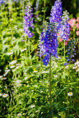 Blue delphinium flower in garden