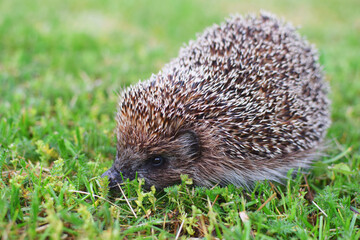 Hedgehog, wild animal with cute nose and eye on blurred green grass background outdoors. Native European adult little hedgehog in green grass.
