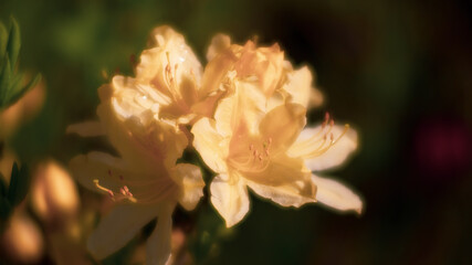 Azaleas flowers in the garden