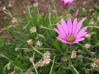 Obraz premium flowers in boom