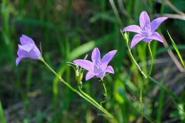 Purple wildflowers