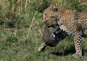 Closeup of Leopard Bahati carrying her cub at Masai Mara, Kenya