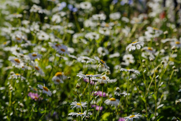 Fototapeta premium White daisies in the meadow. Large camomile on a green background.