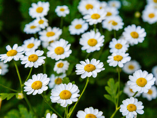 White daisies in the meadow. Large camomile on a green background. Summer floral background