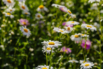 White daisies in the meadow. Large camomile on a green background.