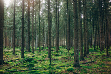 Frühlingsspaziergang im Wald mit dem Hund