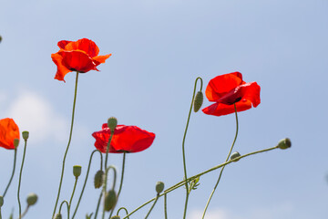 Obraz premium kwiaty maku na tle błękitnego nieba na łące maku.