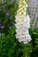 White foxglove flowers and bee - digitalis purpurea ( common foxglove, purple foxglove or lady's...