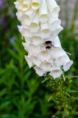 White foxglove flowers and bee - digitalis purpurea ( common foxglove, purple foxglove or lady's glove) © Flower_Garden
