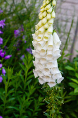 White foxglove flowers and bee - digitalis purpurea ( common foxglove, purple foxglove or lady's glove) © Flower_Garden