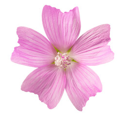 greater musk mallow