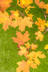 Top view of branch of golden maple leaf on the green grass. Creative and minimalism. Season change, autumn is coming. Nature concept.