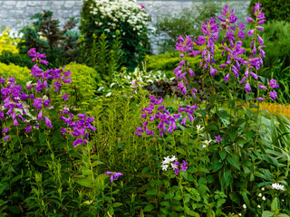 Purple flower of Campanula latifolia in summer garden