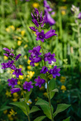 Purple flower of Campanula latifolia in summer garden. Perennial plants in the garden. Purple сampanula flowers.