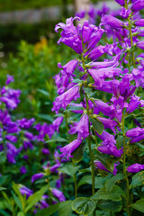 Fototapeta premium Purple flower of Campanula latifolia in summer garden. Perennial plants in the garden. Purple сampanula flowers.