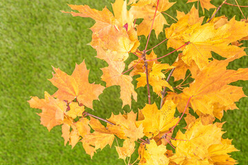 Naklejka na ściany i meble Top view of branch of golden maple leaf on the green grass. Creative and minimalism. Season change, autumn is coming. Nature concept.
