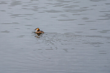 Great crested grebe (podiceps cristatus)in 