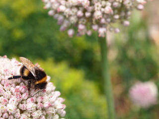 Bee in flower