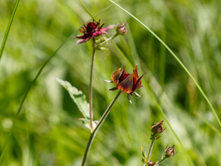 Comarum palustre. Inflorescence of marsh cinquefoil