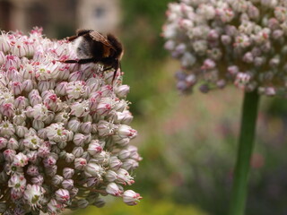 Bee in flower