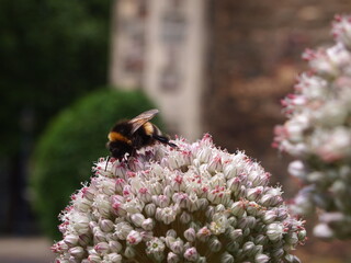 Bee in flower