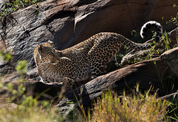 Leopard looks back after drinking water, Masai Mara, Kenya