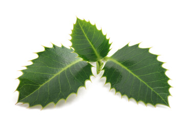 holly sprig