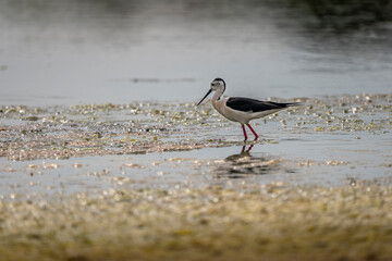 Black-winged stilt (himantopus himantopus) in 