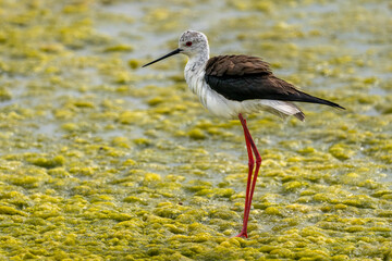 Black-winged stilt (himantopus himantopus) in 