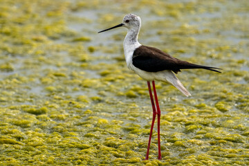 Black-winged stilt (himantopus himantopus) in 
