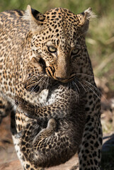 Leopard Bahati holding her, Masai Mara