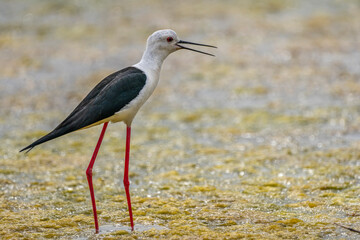 Black-winged stilt (himantopus himantopus) in 