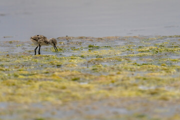 Chick of Black-winged stilt (himantopus himantopus) in 